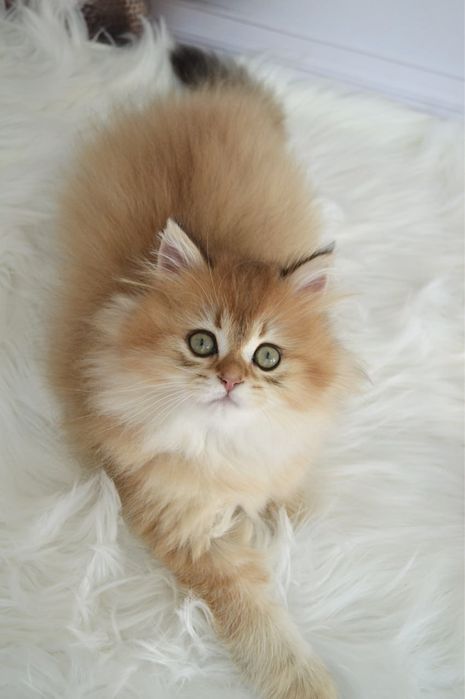 Британские котята золотая шиншилла