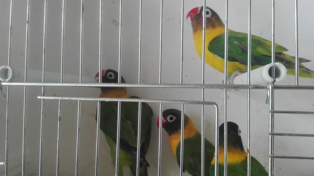 Vendo kit casal de  piriquitos