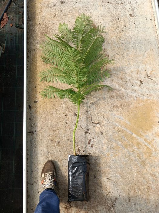 Jacarandá até 3 metros de altura.