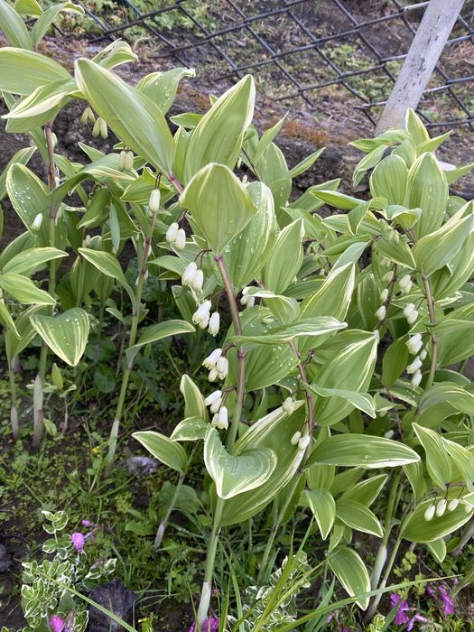 Тіньолюбиві рослини