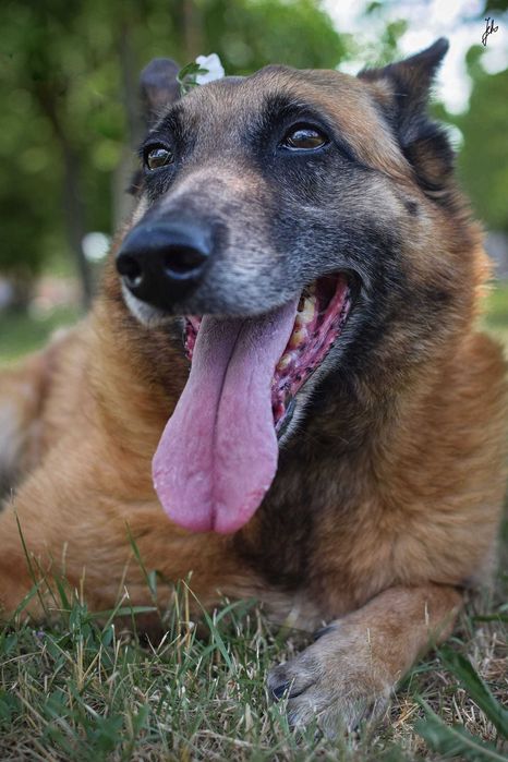 Koka przepiękna,  mądra Sunia (w typie owczarek belgijski)