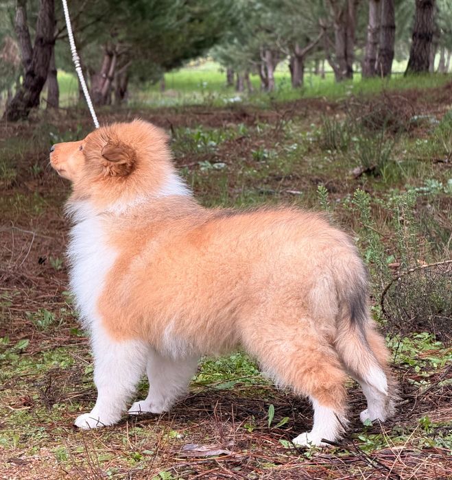 Maravilhosa rough collie