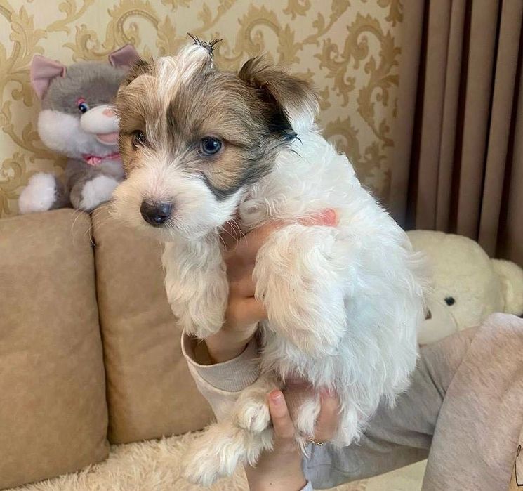 Продам цуценят балонки