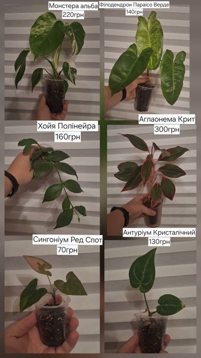 Кімнатні рослини РОЗПРОДАЖ