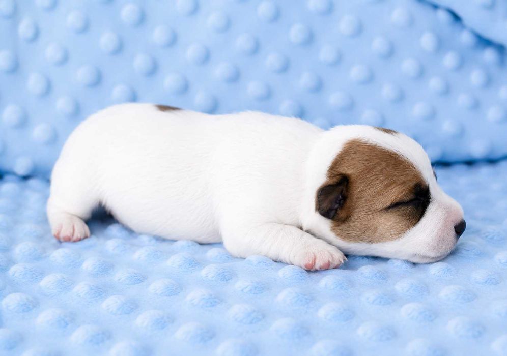 Jack Russell Terrier piękny piesek z dokumentami Moris