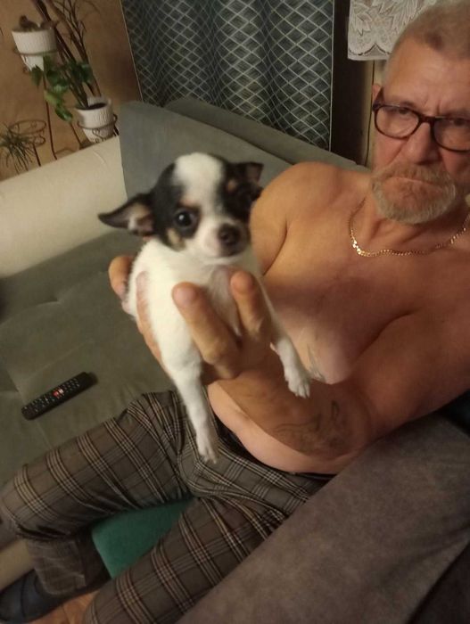 Chihuahua sunia tri color mini