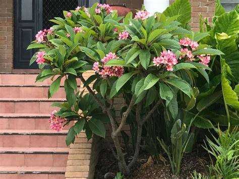 plantas de plumerias