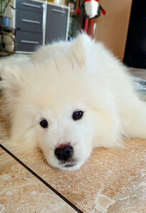 Maluszek Samoyed ZKwP FCI