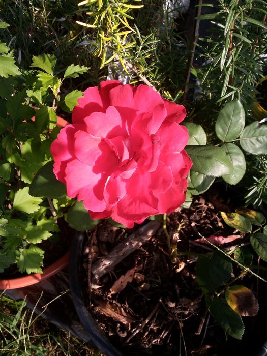 Roseiras! Brancas, amarelas, cor de rosa e vermelhas