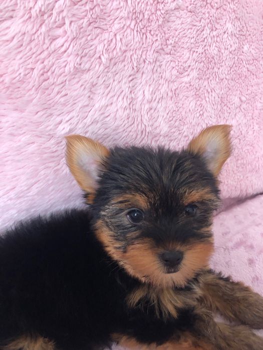 Yorkshire Terrier Fêmea