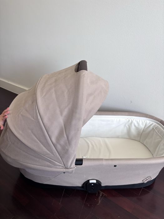 Alcofa cybex Gazelle
