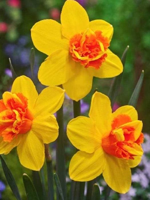 Нарциси різних сортів та кольорів