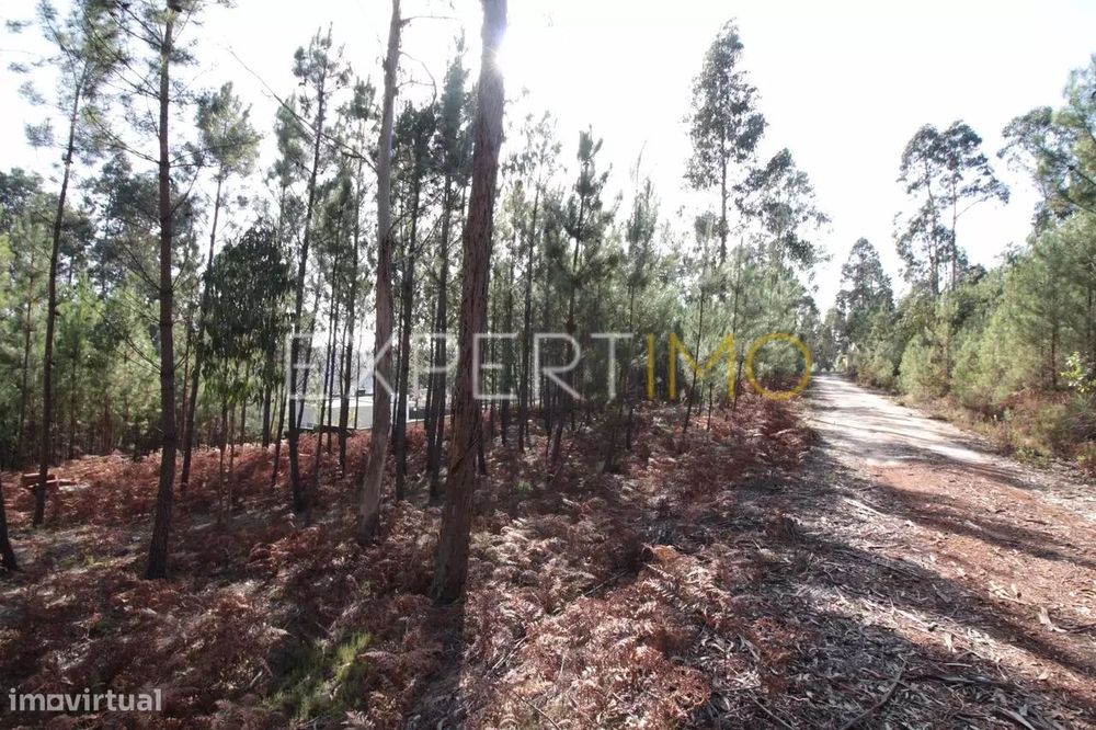 Terreno Com plantação de eucaliptos e pinheiros - Ourém