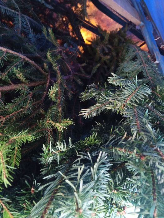 Ялинки на опалення/корм/в утіль