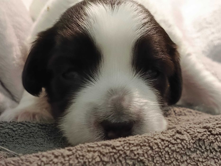 Polski Owczarek Nizinny