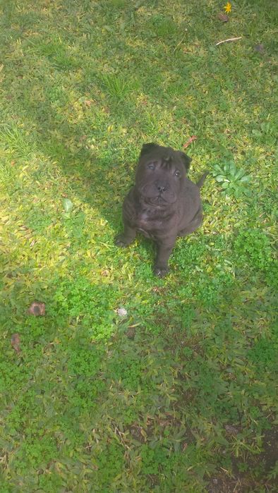 Shar pei fêmea  linda