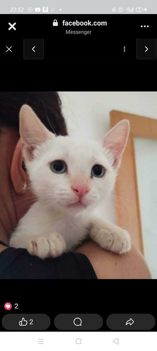 Dois gatinhos para adoção em conjuta zona Lamego