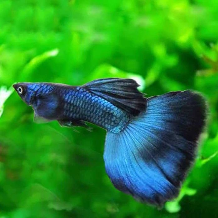 Guppys casais 50 Linhas