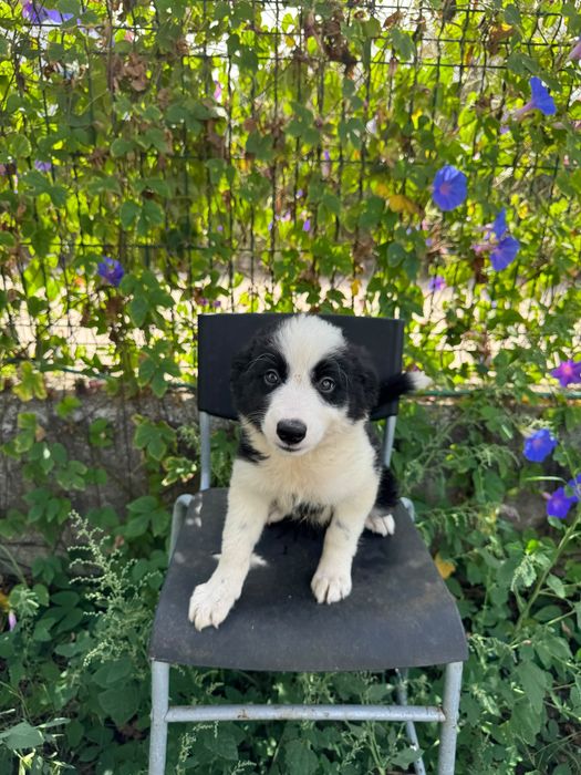 Menino Border Collie Preto Lindo