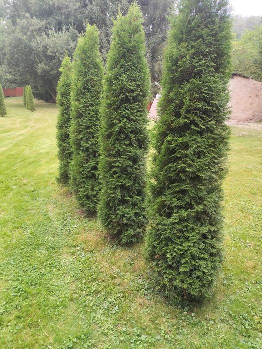 Tuje ogrodowe od 1,5 do 3metrów