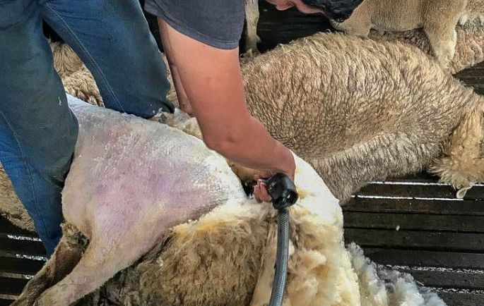 Tosquia de ovelhas