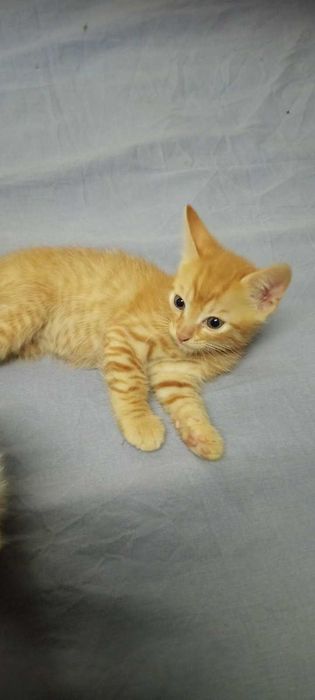 Рыжие котята -братики ищут семью