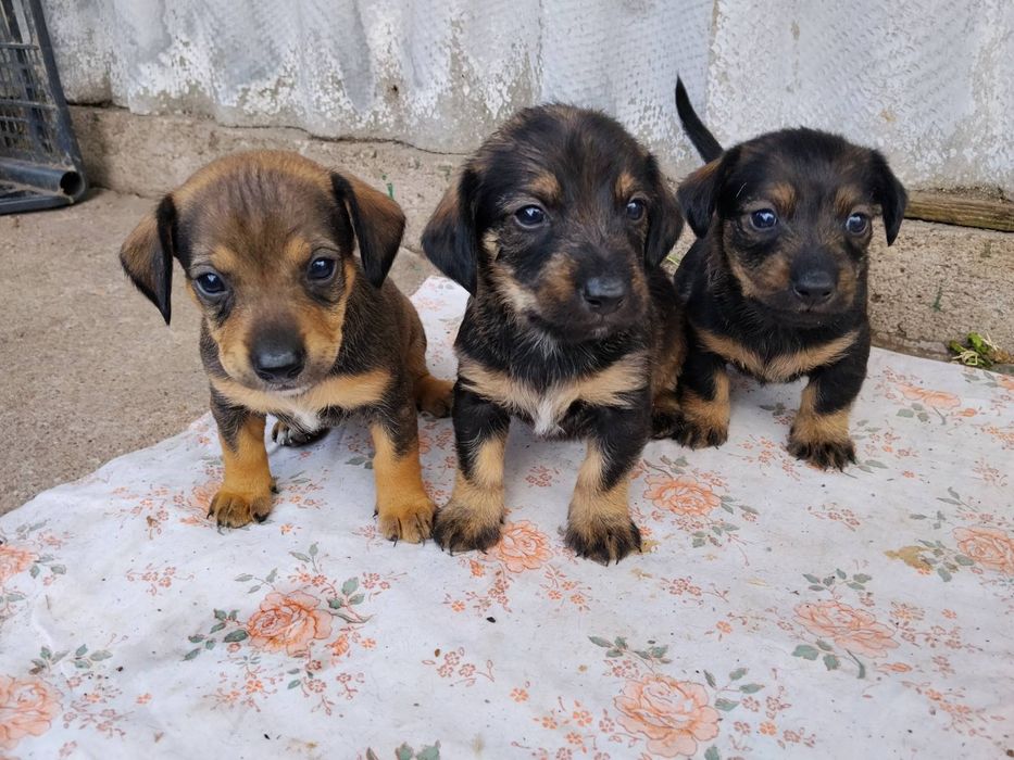 Віддам цуценят!Безкоштовно