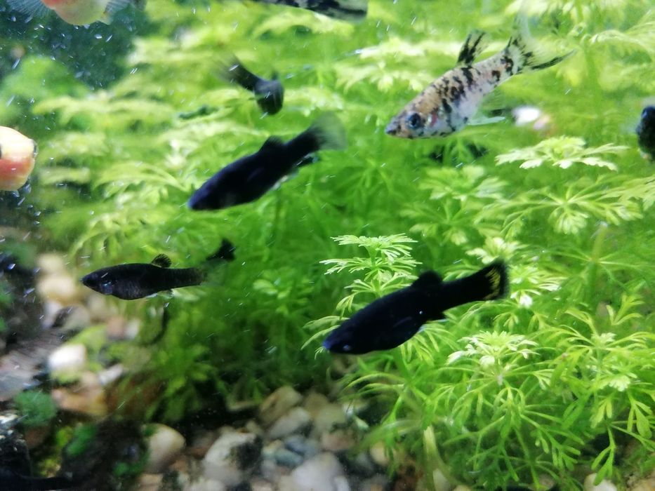 Molinezje młode dalmatynki