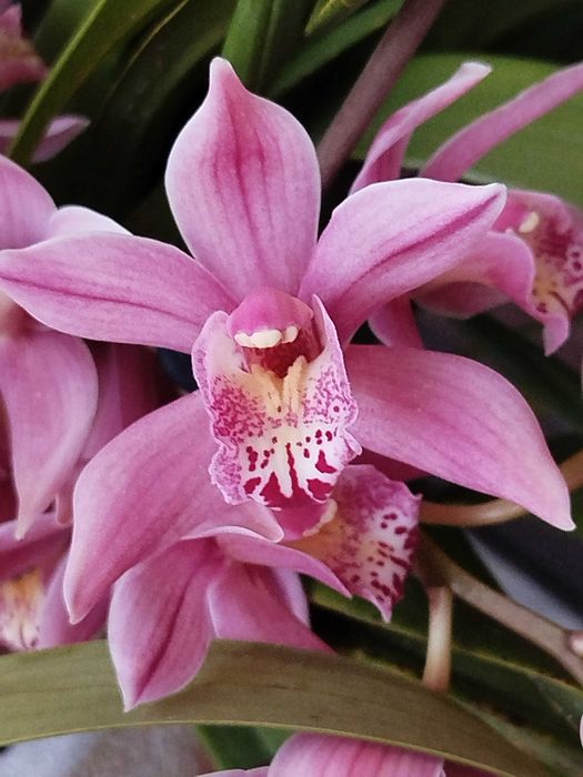 Venda orquídeas c/vaso em cimento