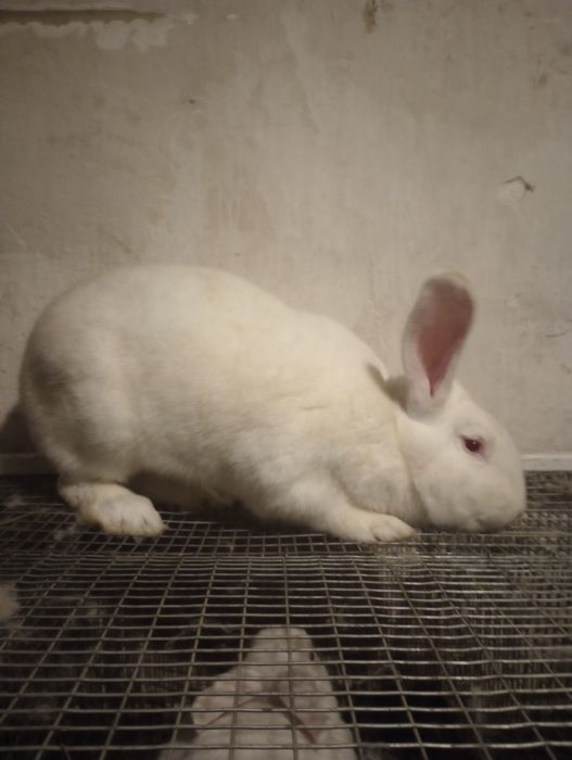 Кролі термонці різного віку.