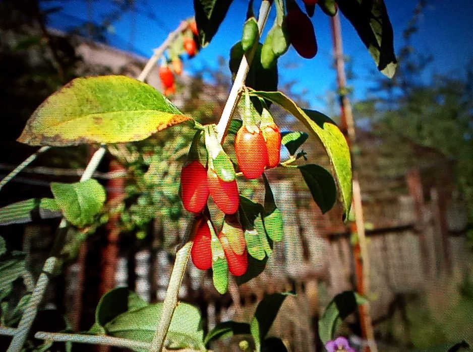 Годжи, сорт Сахарный Гигант