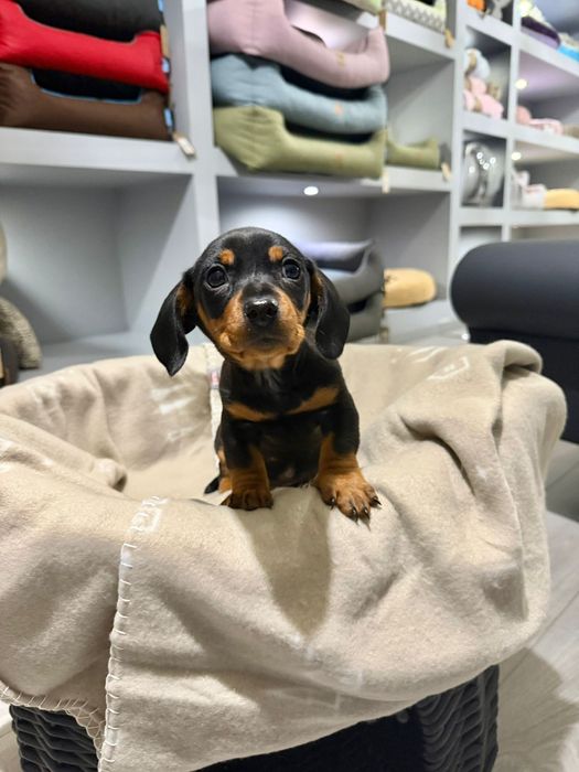 Teckel  menino  lindo