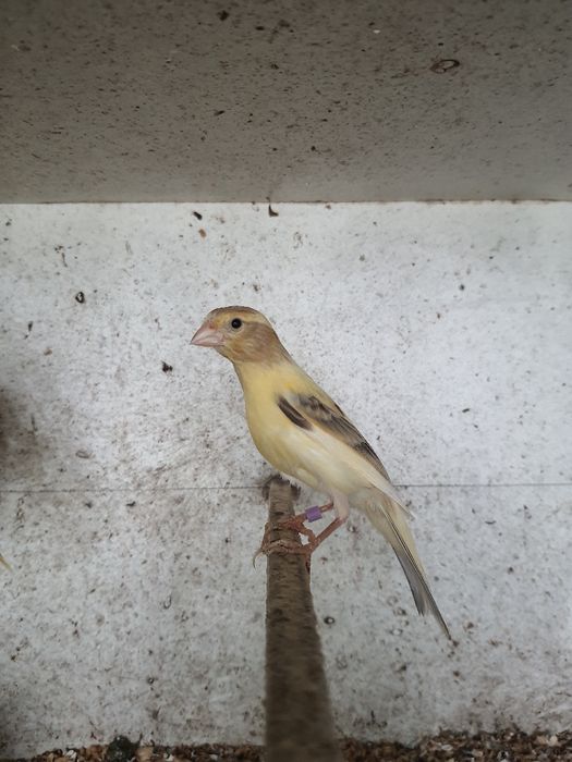 Vendo canários de várias cores