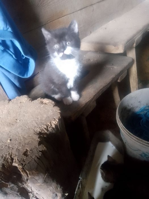 Oddam 2miesiecznego kotka