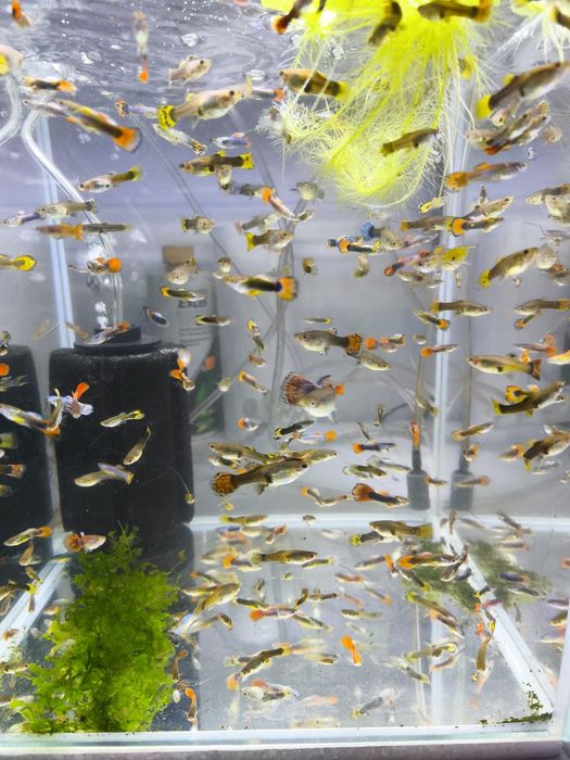 Guppys selecionados