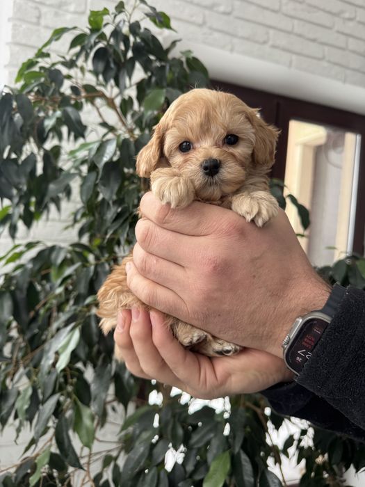 Цуценята  мальтипу  в Києві