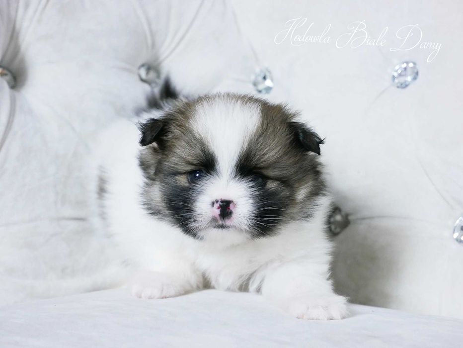Szpic miniaturowy Pomeranian Boo Szpice Śląskie Rodowód Samiec Hary