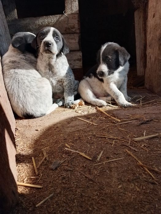 Віддам у добрі руки гарних цуценят безкоштовно хлопчиків та дівчаток.