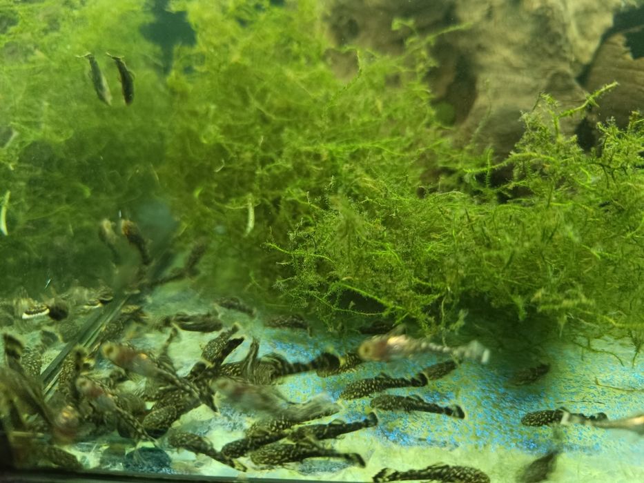 Glonojady zbrojniki kolumbijski