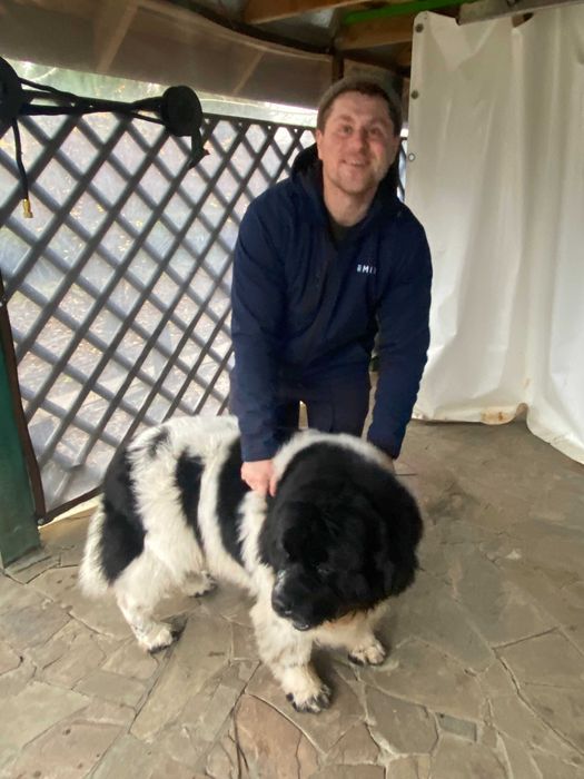 Кінолог. Вигул собак у вашому районі + заняття та перетримка