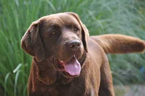 Labrador Retriever szczenie z rodowodem ZKwP, FCI Badania Genetyczne