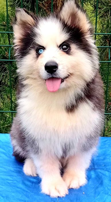 Husky syberyjski-piesek