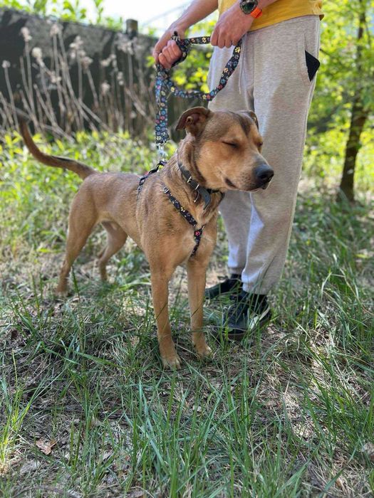 Młody i uroczy Ciastek szuka domu (pies do adopcji)