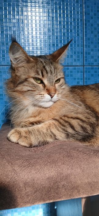 Продам дівчинку Мейн кун