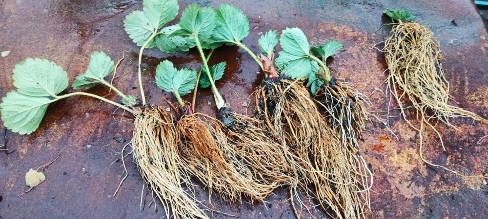 Саджанці полуниці