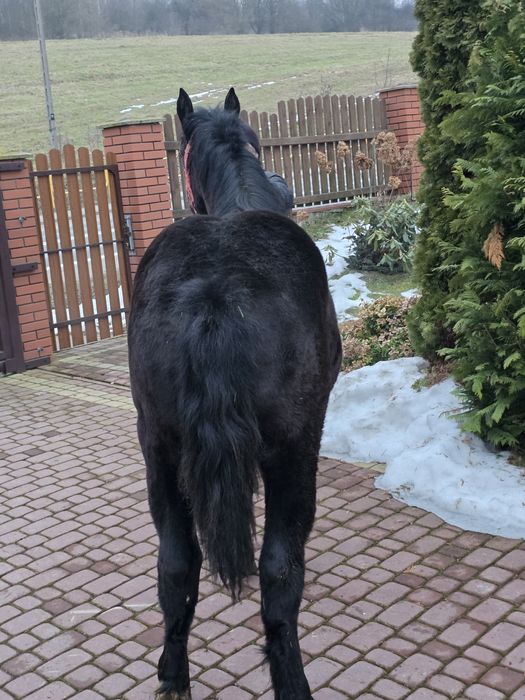 Źrebica 10 miesięczna