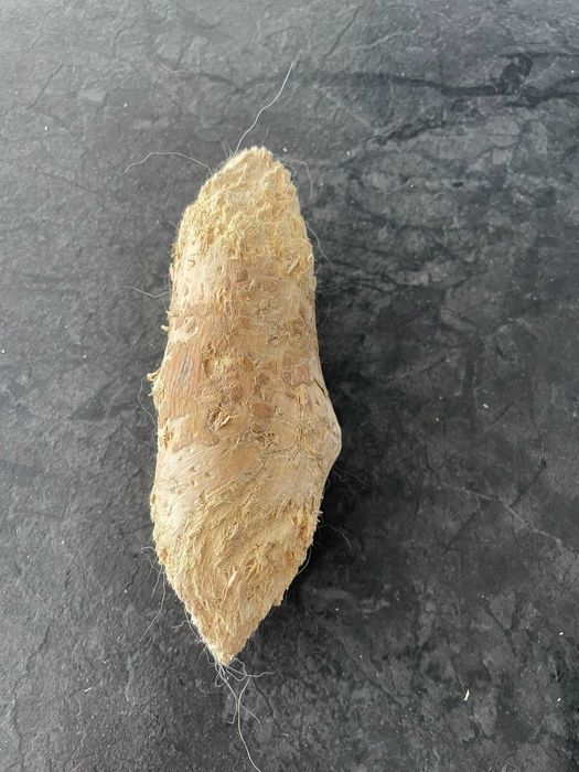 Twardy gryzak L dla psa naturalny patyk z drzewa kawowego Chewies M