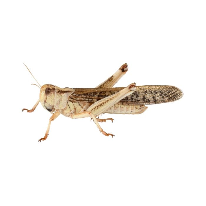 Живой корм для рептилий - Саранча перелётная 20 шт. Кормовые насекомые