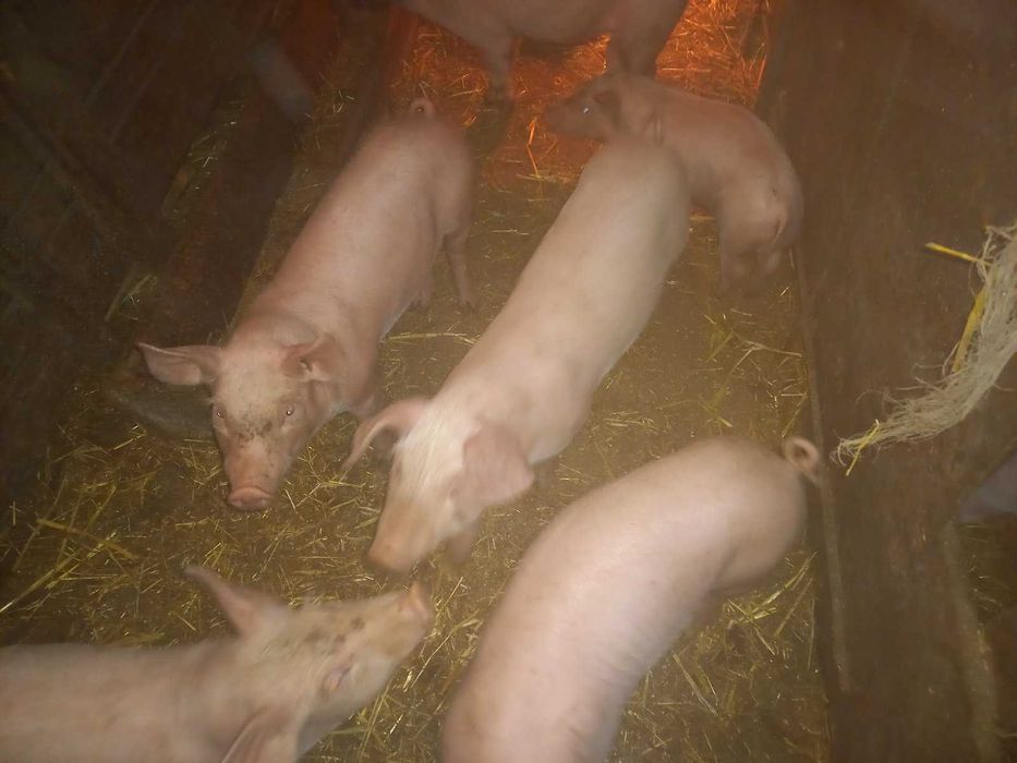 Продам поросят вес 20 кг !