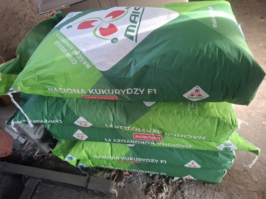 Sprzedam kukurydze odmiana Triumf